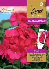 Пеларгония зональная EVA H цена и информация | Семена цветов | 220.lv