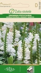 Физостегия виргинская, белая цена и информация | Семена цветов | 220.lv