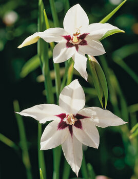 Gladiolas MURIELAE cena un informācija | Sīpolpuķes | 220.lv