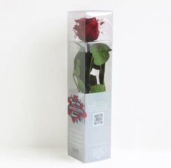 Stabilizēta roze Amorosa Mini Burgundy cena un informācija | Stabilizētās rozes, augi | 220.lv