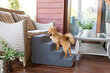 Amibelle lielās kāpnes suņiem, pelēkā krāsā, 60 x 40 x 40 cm цена и информация | Suņu gultas, spilveni, būdas | 220.lv