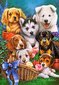 Puzle Castorland "Puppies", 1000 d. cena un informācija | Puzles, 3D puzles | 220.lv