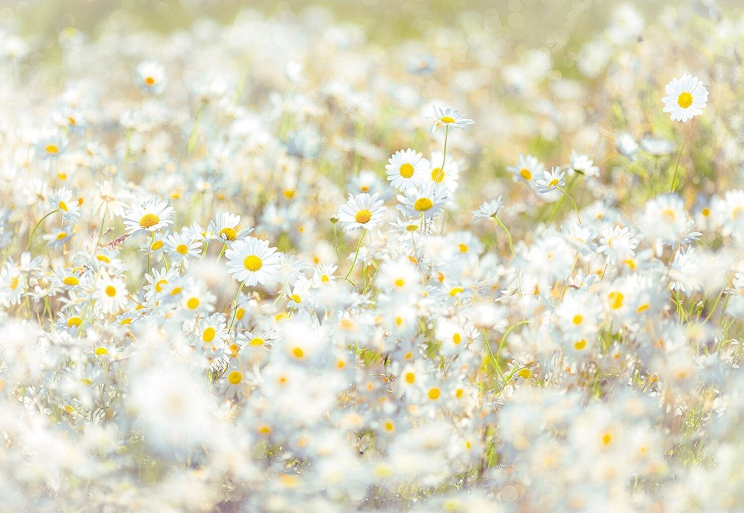 Daisies cena un informācija | Fototapetes | 220.lv