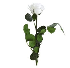 Stabilizēta mini roze Amorosa balta цена и информация | Спящие стабилизированные розы, растения | 220.lv