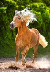 Puzle Castorland "Running Haflinger", 500 d. cena un informācija | Puzles, 3D puzles | 220.lv