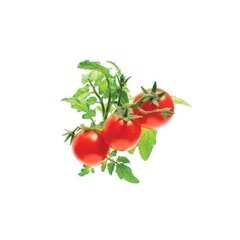 Click & Grow Smart Garden cena un informācija | Diedzēšanas trauki, augu lampas | 220.lv