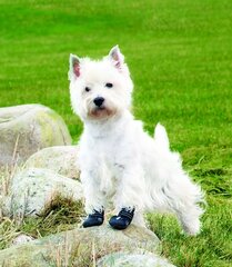 Защитные ботинки Trixie Walker Active XS, 2 шт. цена и информация | Одежда для собак | 220.lv