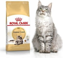 Royal Canin корм для породы кошек Мейн Кун, 10 кг цена и информация | Сухой корм для кошек | 220.lv
