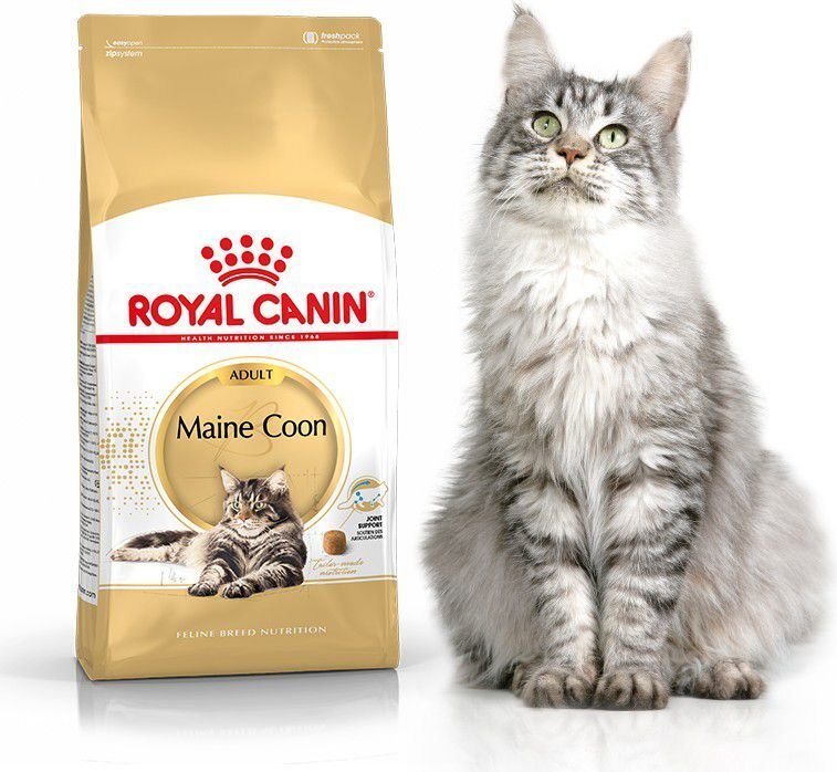 Royal Canin Meinkūna šķirnes kaķiem, 4 kg цена и информация | Sausā barība kaķiem | 220.lv