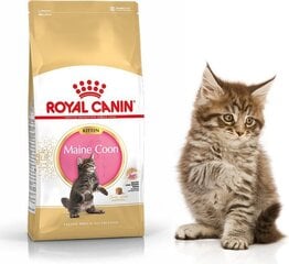 Royal Canin корм для породы котят Мейн Кун, 2 кг цена и информация | Сухой корм для кошек | 220.lv