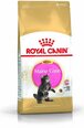 Royal Canin Meinas jenotveidīgajiem kaķēniem, 4 kg