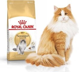 Royal Canin Norvēģijas meža kaķu šķirnes kaķiem Norvegien, 10 kg cena un informācija | Sausā barība kaķiem | 220.lv