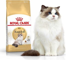Royal Canin корм для породы кошек Рэгдолл (тряпичная кукла)Adult, 2 кг цена и информация | Сухой корм для кошек | 220.lv