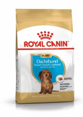 Royal Canin takšu šķirnes suņiem Junior, 1,5 kg cena un informācija | Sausā barība suņiem | 220.lv