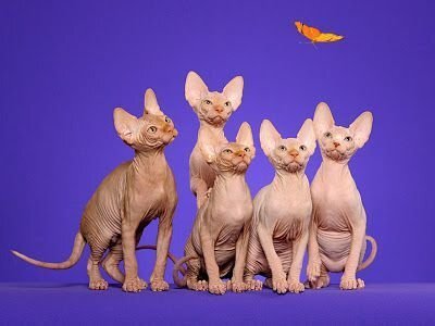 ROYAL CANIN FBN 2KG SPHYNX KAĶIEM цена и информация | Sausā barība kaķiem | 220.lv