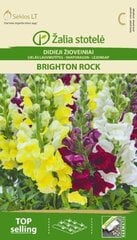 Львиный зев Brighton Rock цена и информация | Семена цветов | 220.lv