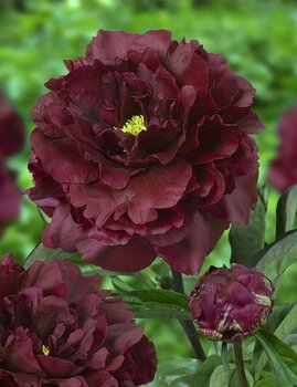 Большой пион Black Bauty 1шт. цена и информация | Луковичные цветы | 220.lv