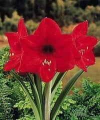 Амариллис Red Lion 1 шт цена и информация | Луковичные цветы | 220.lv