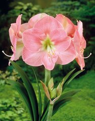 Амариллис Susan 1 шт. цена и информация | Луковичные цветы | 220.lv