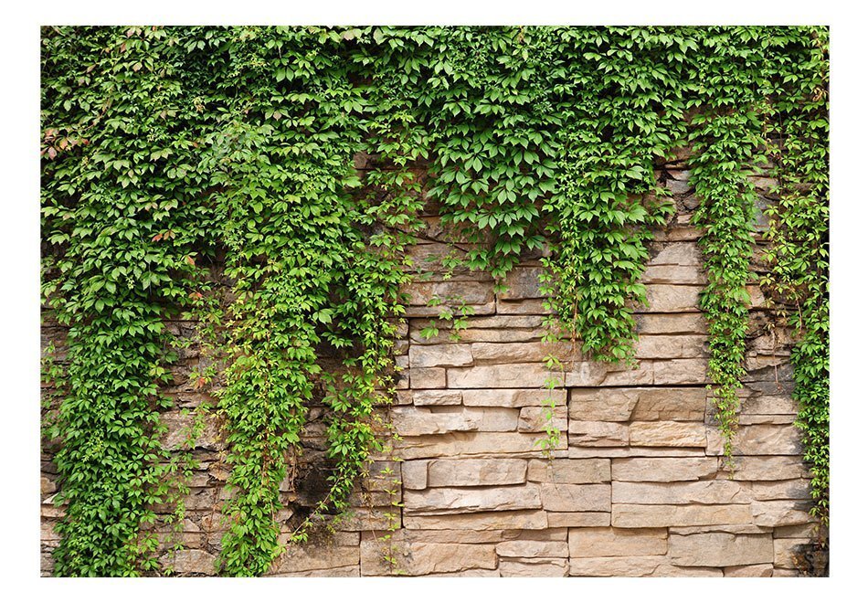 Foto tapete - Ivy wall цена и информация | Fototapetes | 220.lv