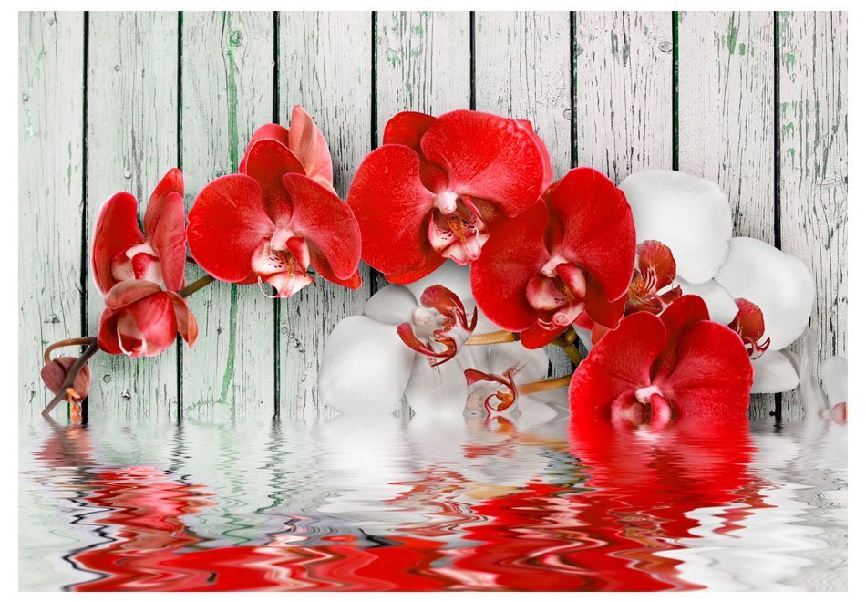 Foto tapete - Ruby orchid cena un informācija | Fototapetes | 220.lv