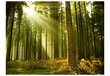 Foto tapete - Pine forest cena un informācija | Fototapetes | 220.lv
