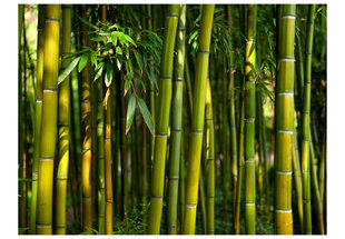 Foto tapete - Asian bamboo forest цена и информация | Фотообои | 220.lv