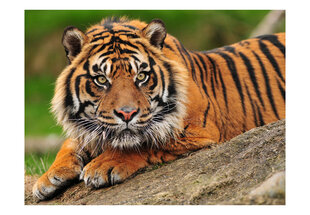 Foto tapete - Sumatran tiger цена и информация | Фотообои | 220.lv