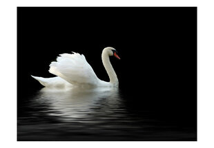 Foto tapete - swan (black and white) cena un informācija | Fototapetes | 220.lv