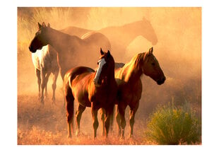 Foto tapete - Wild horses of the steppe цена и информация | Фотообои | 220.lv