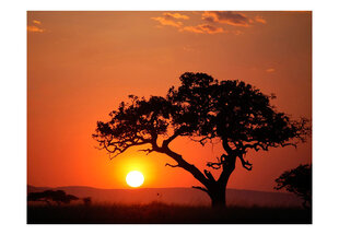 Foto tapete - Africa: sunset cena un informācija | Fototapetes | 220.lv