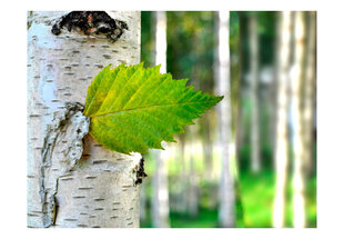 Foto tapete - Birch leaf cena un informācija | Fototapetes | 220.lv