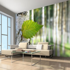 Foto tapete - Birch leaf цена и информация | Фотообои | 220.lv