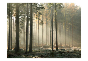 Foto tapete - Foggy November morning cena un informācija | Fototapetes | 220.lv