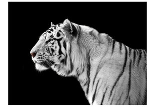 Foto tapete - White tiger цена и информация | Фотообои | 220.lv