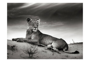 Foto tapete - Black and white lioness cena un informācija | Fototapetes | 220.lv