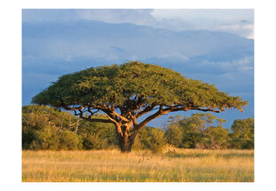 Foto tapete - African acacia tree, Hwange National Park, Zimbabwe cena un informācija | Fototapetes | 220.lv