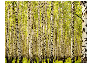 Foto tapete - Birch forest цена и информация | Фотообои | 220.lv