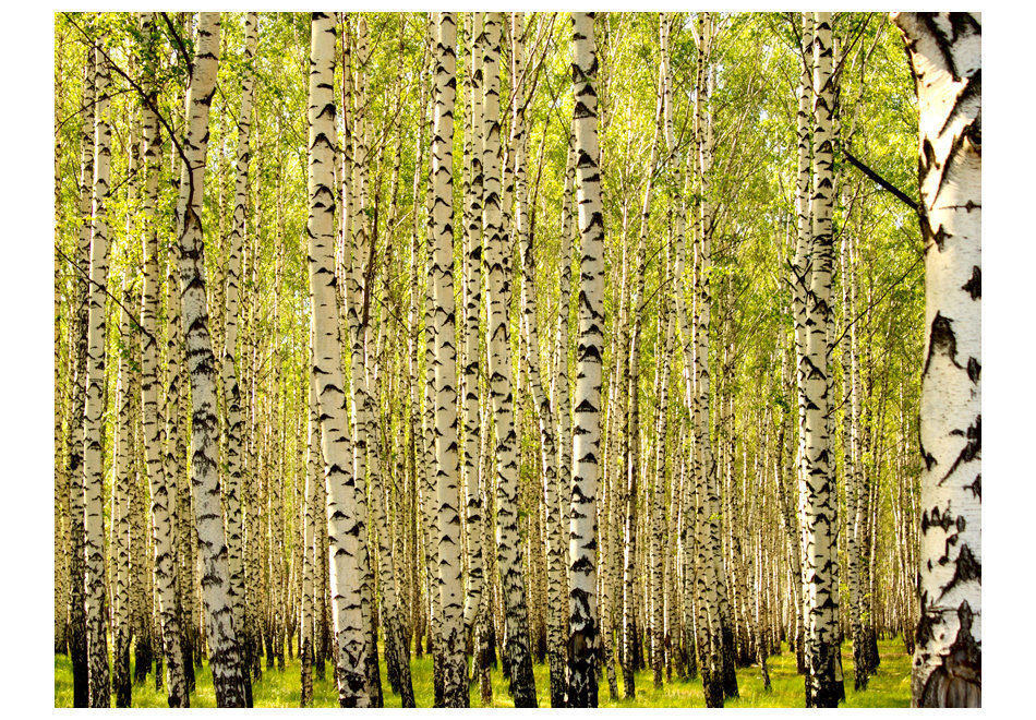 Foto tapete - Birch forest цена и информация | Fototapetes | 220.lv