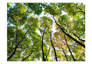 Foto tapete - Looking up at the trees cena un informācija | Fototapetes | 220.lv
