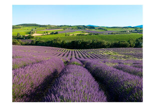 Foto tapete - Lavender fields cena un informācija | Fototapetes | 220.lv