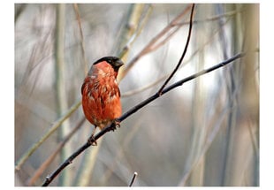 Foto tapete - Bullfinch in the forest цена и информация | Фотообои | 220.lv