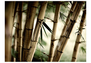 Foto tapete - Fog and bamboo forest цена и информация | Фотообои | 220.lv