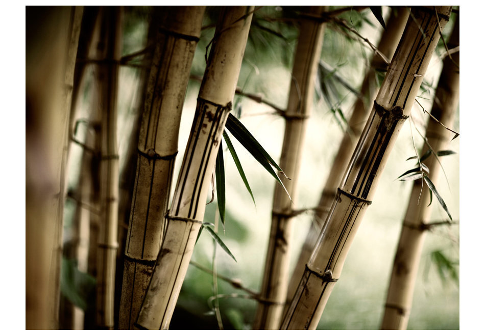 Foto tapete - Fog and bamboo forest cena un informācija | Fototapetes | 220.lv