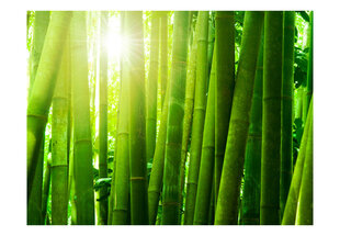 Foto tapete - Sun and bamboo cena un informācija | Fototapetes | 220.lv