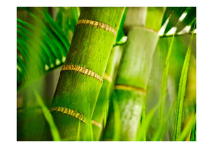 Foto tapete - bamboo - detail цена и информация | Фотообои | 220.lv