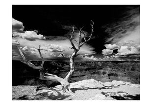 Foto tapete - Grand Canyon tree cena un informācija | Fototapetes | 220.lv