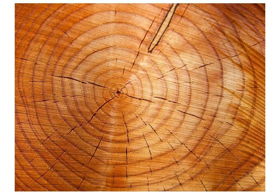 Foto tapete - Annual rings on a tree trunk cena un informācija | Fototapetes | 220.lv