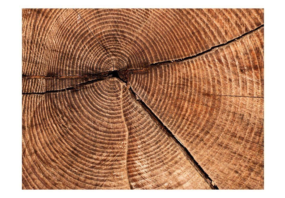 Foto tapete - Tree trunk cross section cena un informācija | Fototapetes | 220.lv
