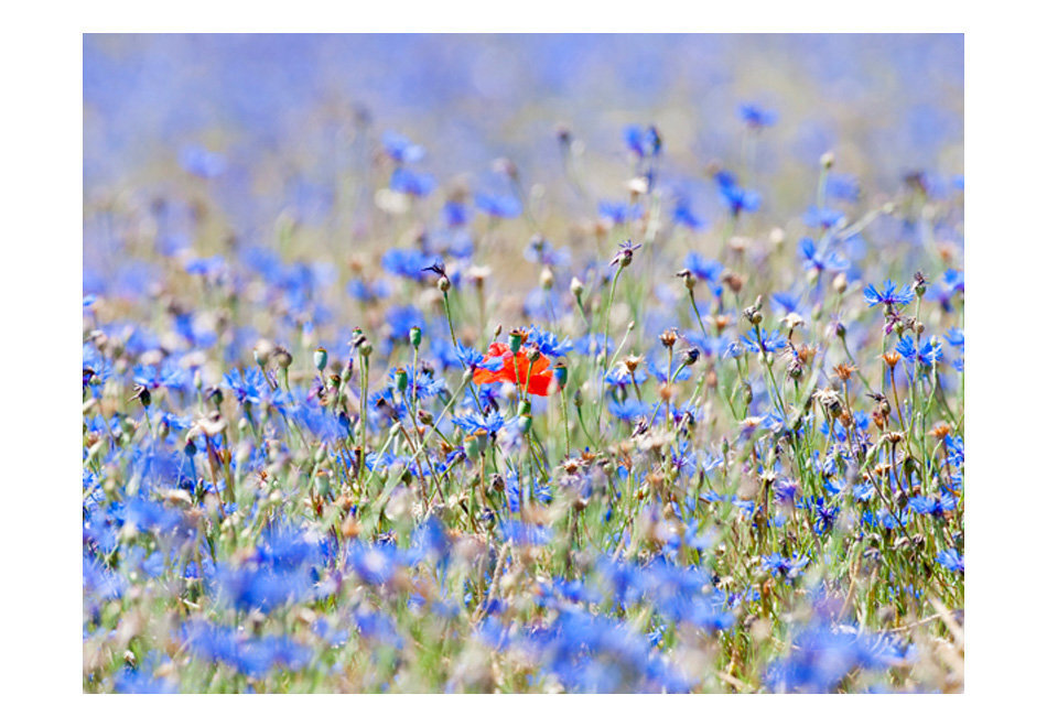 Foto tapete - A sky-colored meadow - cornflowers cena un informācija | Fototapetes | 220.lv